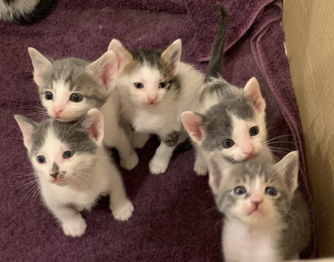 ネコちゃんたち