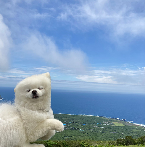 コラ写真