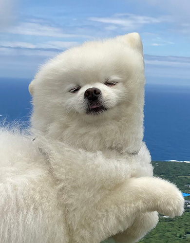 タレ目の犬（ポメラニアン）さん