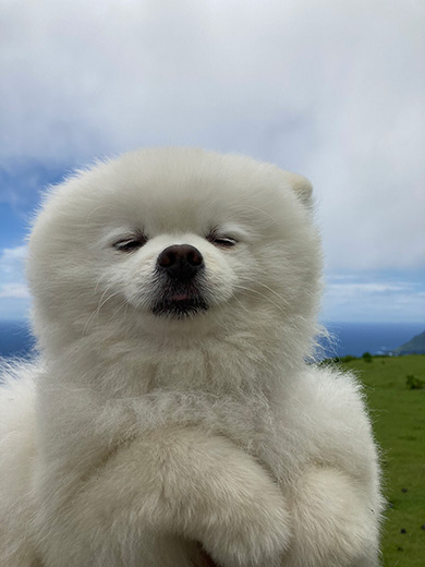 タレ目の犬（ポメラニアン）さん