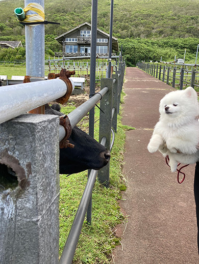 タレ目の犬（ポメラニアン）さん