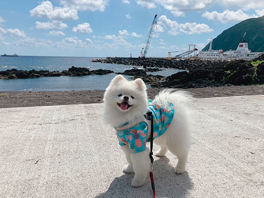 タレ目の犬（ポメラニアン）さん