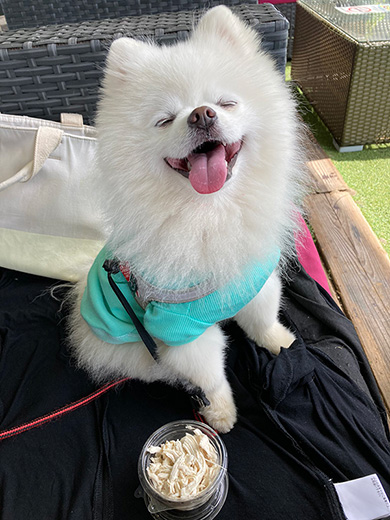 タレ目の犬（ポメラニアン）さん