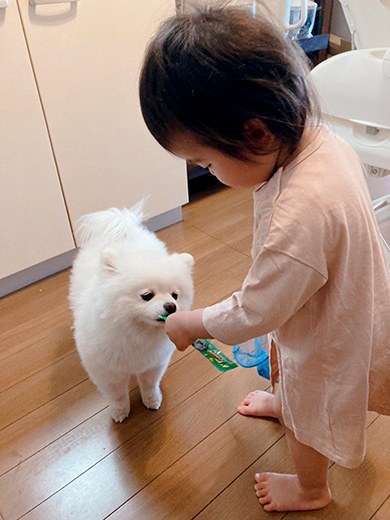 タレ目の犬（ポメラニアン）さん