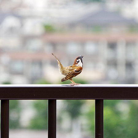 右上を見るスズメ