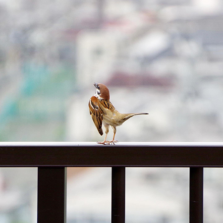 スズメの背中