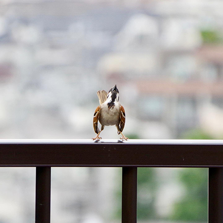 正面を見るスズメ