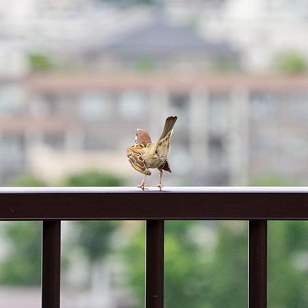 しっぽをぴんと上げるスズメさん