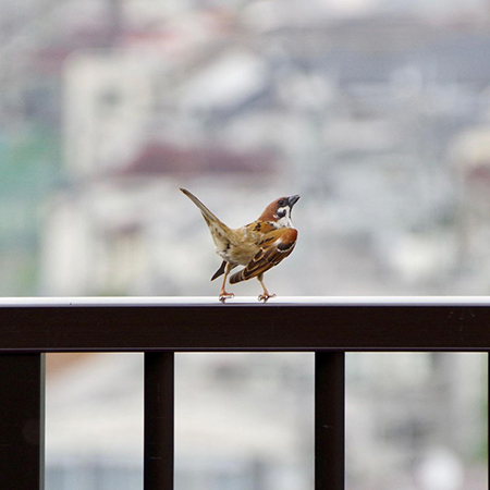 右上を向いて振り返るスズメさん