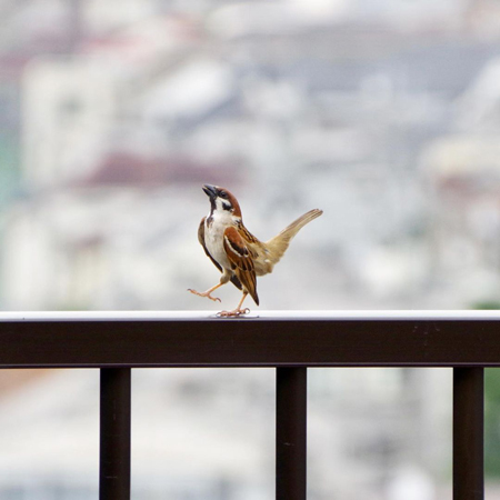 足を上げるスズメさん