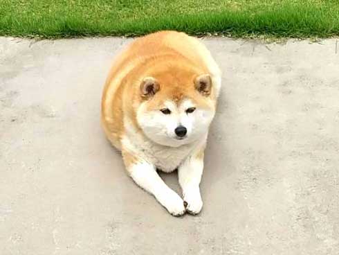 ドッグラン 全然走ってくれない 柴犬