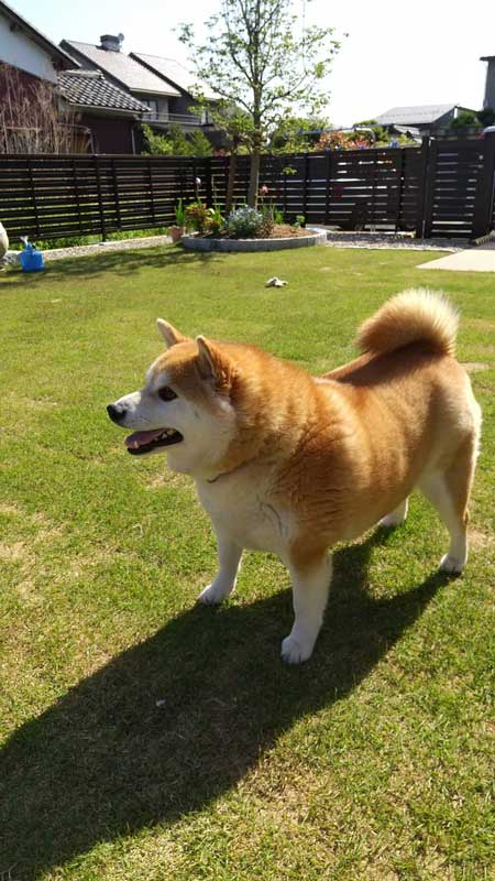 ドッグラン 全然走ってくれない 柴犬