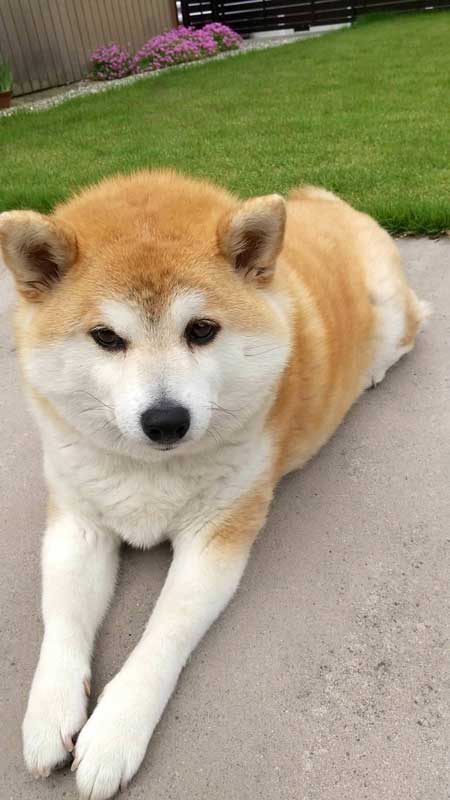 ドッグラン 全然走ってくれない 柴犬