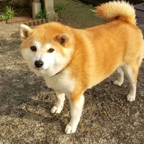 ドッグラン 全然走ってくれない 柴犬