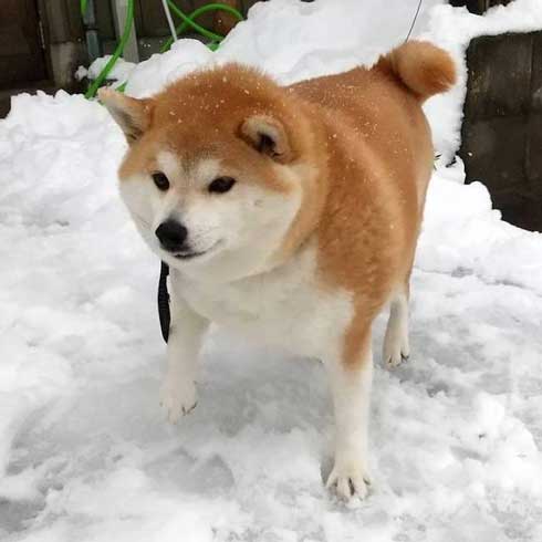 ドッグラン 全然走ってくれない 柴犬