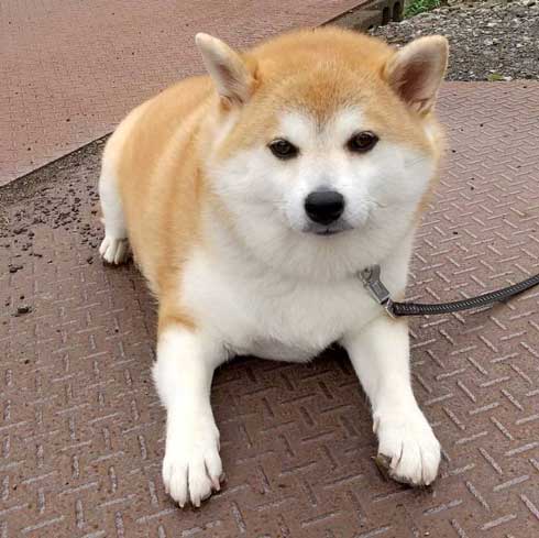 ドッグラン 全然走ってくれない 柴犬