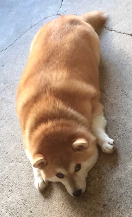 ドッグラン 全然走ってくれない 柴犬