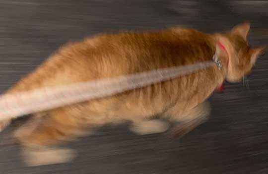 散歩 急いで 家に 帰る 猫 残像 いそげ 疾走感