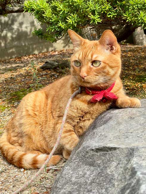 散歩 急いで 家に 帰る 猫 残像 いそげ 疾走感