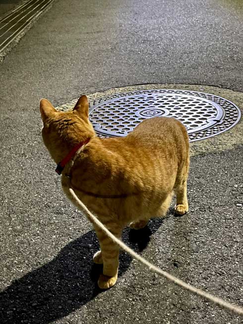 散歩 急いで 家に 帰る 猫 残像 いそげ 疾走感