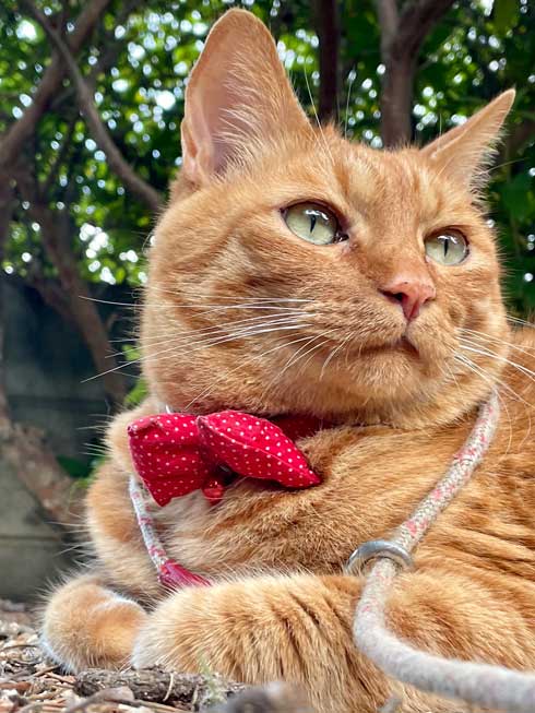 散歩 急いで 家に 帰る 猫 残像 いそげ 疾走感