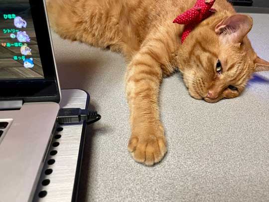 散歩 急いで 家に 帰る 猫 残像 いそげ 疾走感