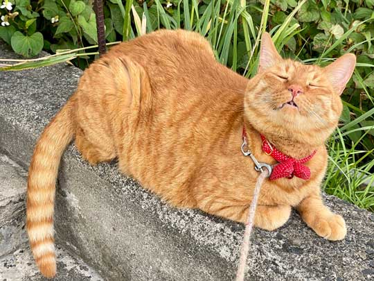 散歩 急いで 家に 帰る 猫 残像 いそげ 疾走感