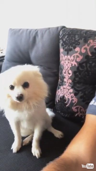 「Cute Doggy Poses for the Camera || ViralHog」