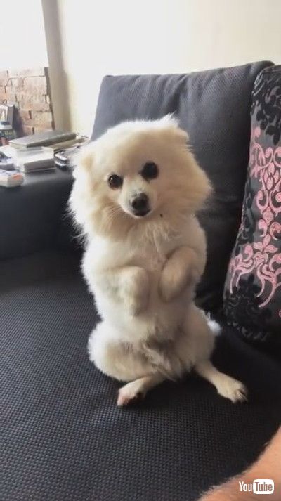 「Cute Doggy Poses for the Camera || ViralHog」