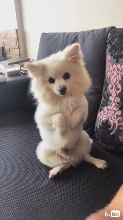 「Cute Doggy Poses for the Camera || ViralHog」