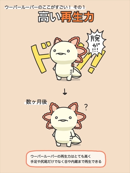 ウーパールーパーのすごいところ