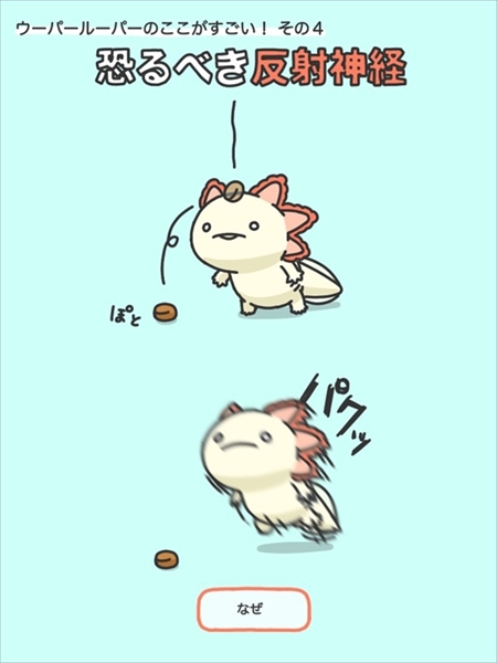 ウーパールーパーのすごいところ