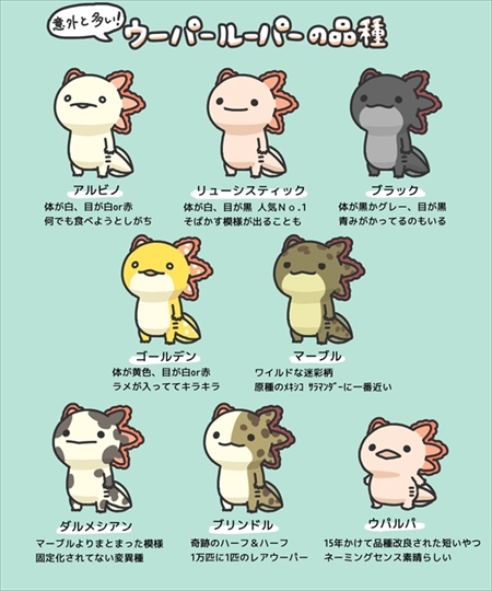 ウーパールーパーのすごいところ