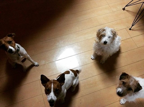 予防接種のワンちゃん