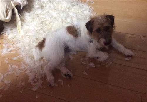 予防接種のワンちゃん