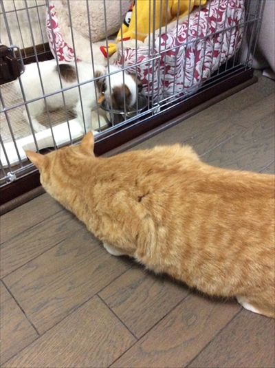 予防接種のワンちゃん