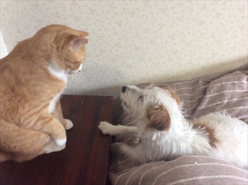 予防接種のワンちゃん