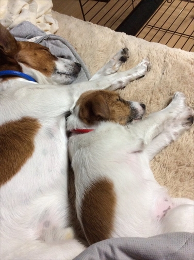 予防接種のワンちゃん