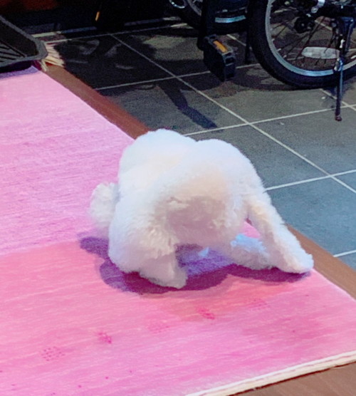 寝ころぶワンコ