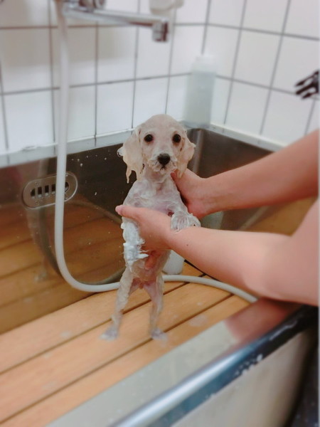 ぶれぶれワンコ