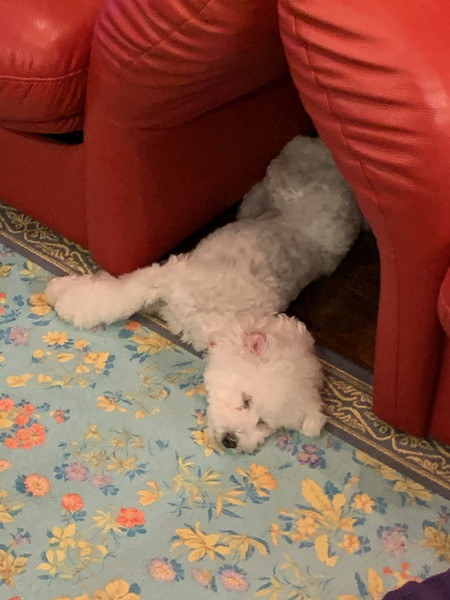 びしょ濡れワンコ