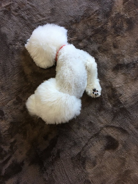 寝ころぶワンコ