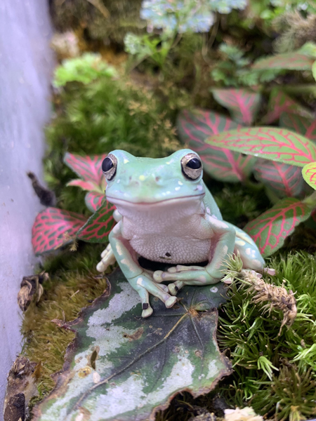 正面たまちゃん