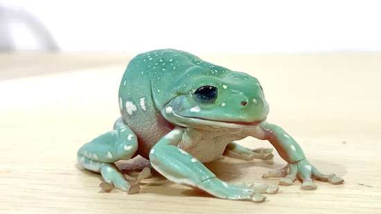 変顔たまちゃん