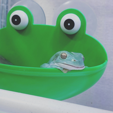 眠るカエルさん