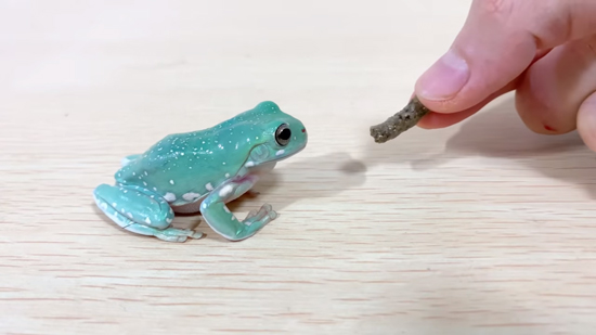 ごはんとたまちゃん