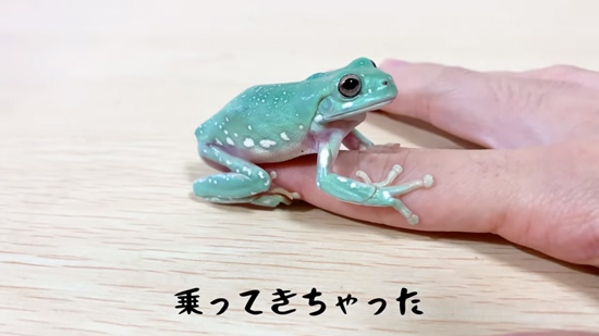 乗っちゃったたまちゃん