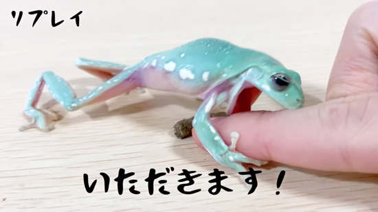 いただきますたまちゃん