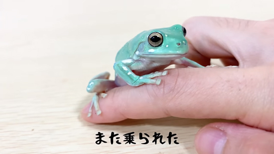 また乗るたまちゃん