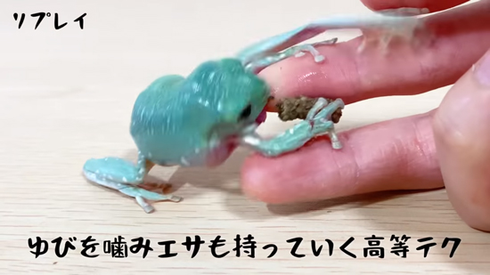 高等テクたまちゃん